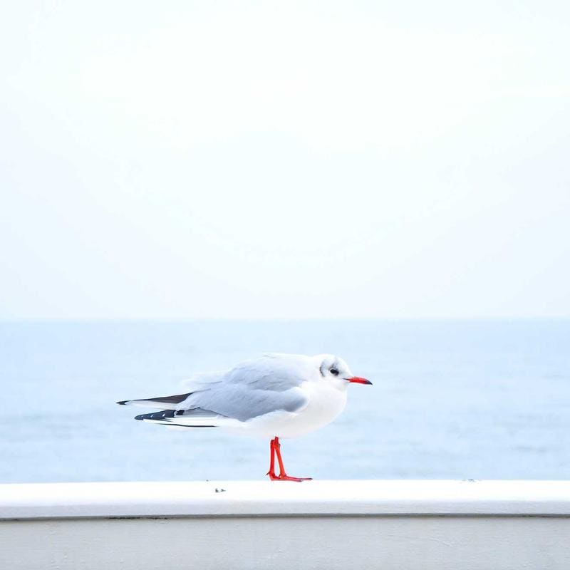 No-Pull Dog Harness